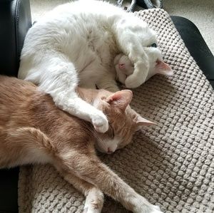 BACI & MELO - NOT 4 SALE